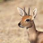 STEENBOK   male.jpg