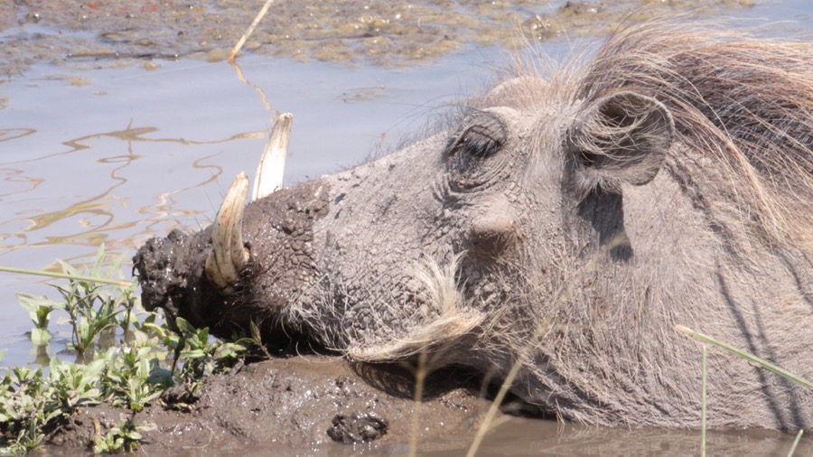 WARTHOG.jpg