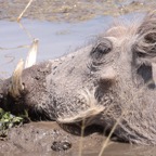 WARTHOG.jpg