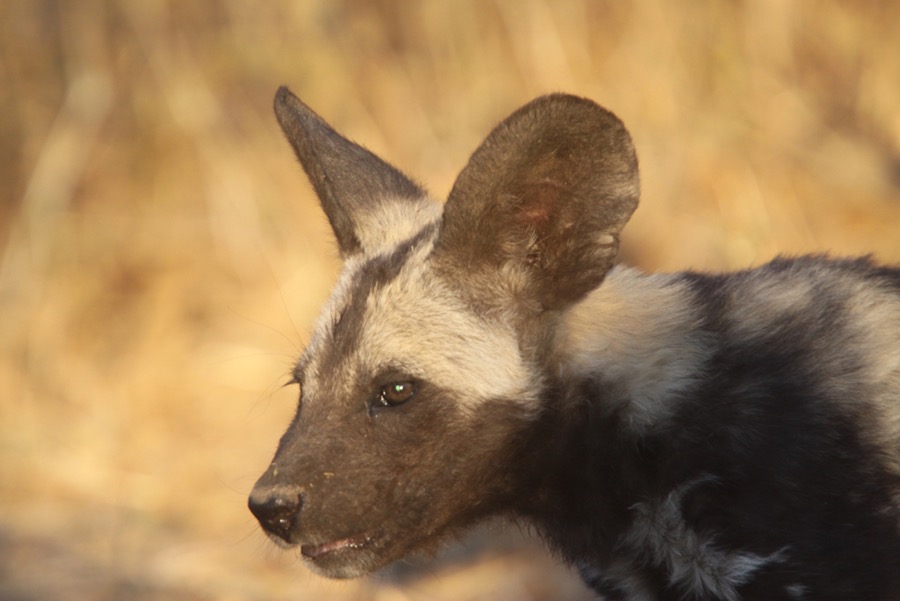 WILD  DOG.jpg