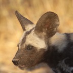 WILD  DOG.jpg