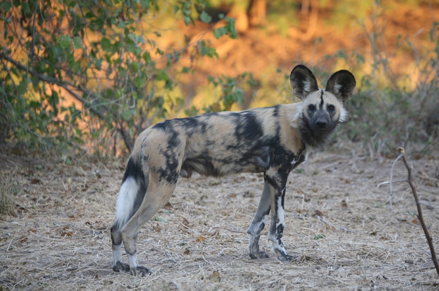 WILD DOG.jpg