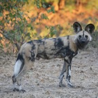 WILD DOG.jpg