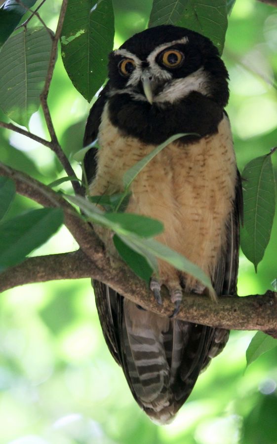 01 OWL    SPECTACLED   COSTA  RICA.jpg