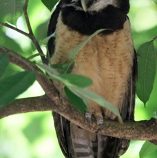 01 OWL    SPECTACLED   COSTA  RICA.jpg