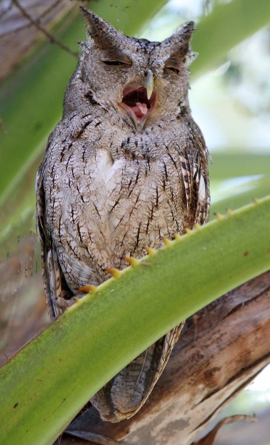 02 OWL             PACIFIC -SCREECH      COSTA RICA.jpg