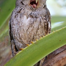 02 OWL             PACIFIC -SCREECH      COSTA RICA.jpg