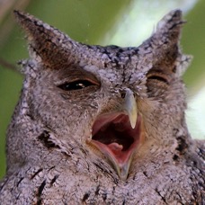 03 OWL          PACIFIC  -SCREECH    COSTA RICA.jpg