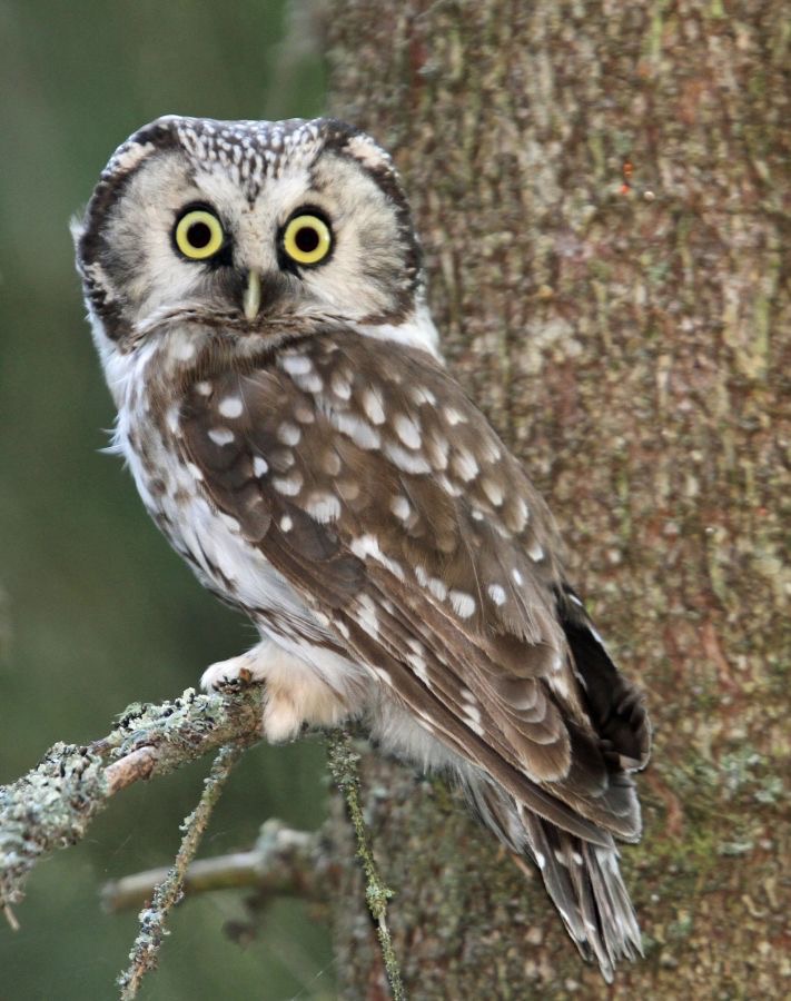 04 OWL  TENGMALMS      FINLAND.jpg