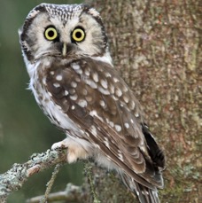 04 OWL  TENGMALMS      FINLAND.jpg