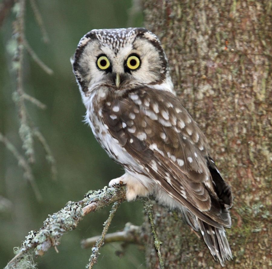 05 OWL TENGMALMS    FINLAND.jpg