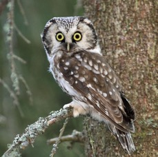 05 OWL TENGMALMS    FINLAND.jpg