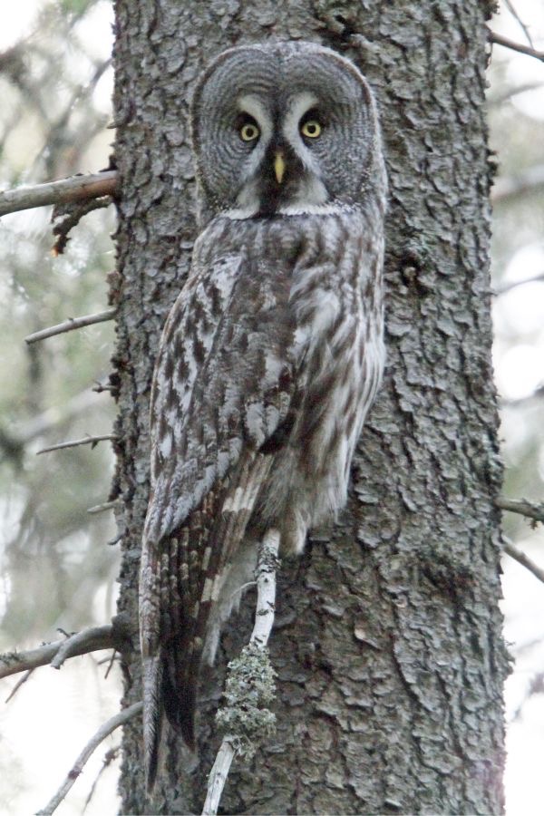 06 OWL,                 GREAT-GREY    FINLAND.jpg