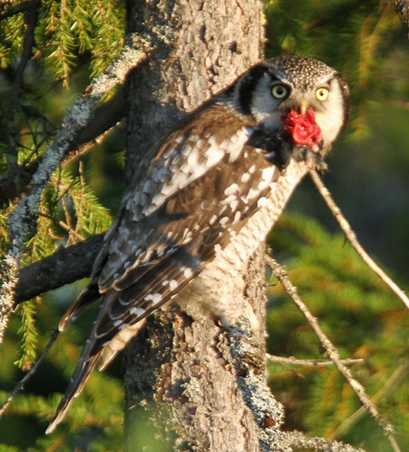 07 OWL.             HAWK      FINLAND.jpg