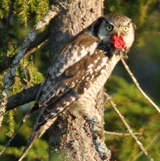 07 OWL.             HAWK      FINLAND.jpg