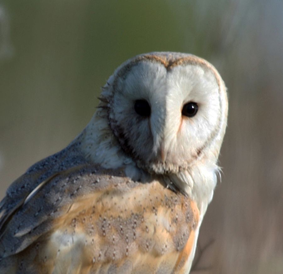 08 OWL,,   BARN  YORKSHIRE   UK.jpg