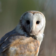 08 OWL,,   BARN  YORKSHIRE   UK.jpg