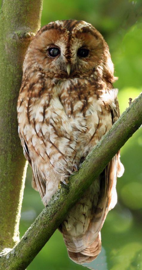09 OWL,,  TAWNY  YORKSHIRE     UK.JPG