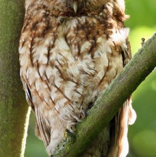 09 OWL,,  TAWNY  YORKSHIRE     UK.JPG