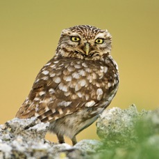 10 OWL.   LITTLE.    UK   &  SPAIN.jpg