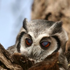12 OWL  SCOPS     WHITE FACED  KALAHARI  SOUTH AFRICA.jpg