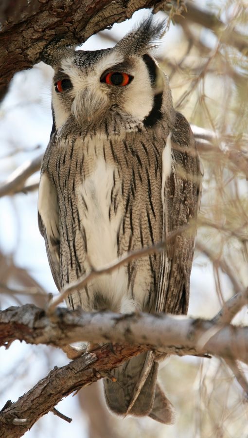 13 OWL  SCOPS    WHITE-FACED KALAHARI  SOUTH AFRICA.jpg