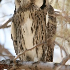 13 OWL  SCOPS    WHITE-FACED KALAHARI  SOUTH AFRICA.jpg