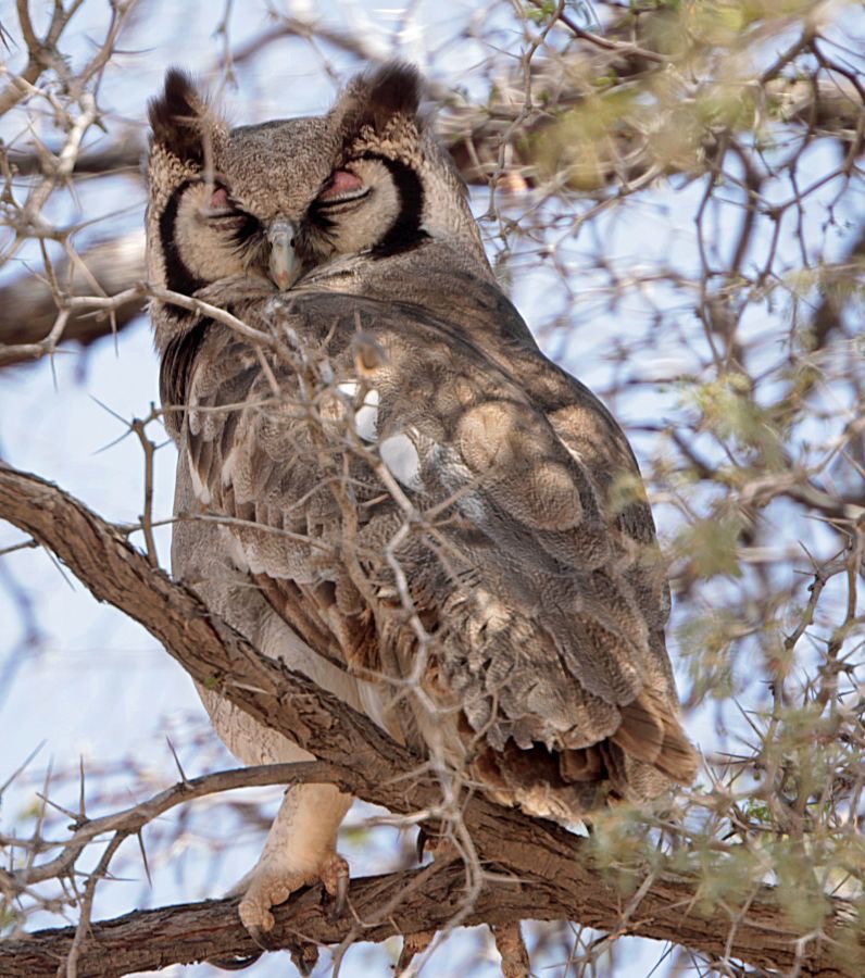14 OWL,               GIANT EAGLE KALAHARI  SOUTH AFRICA.jpg