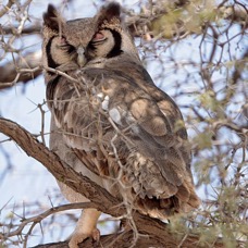 14 OWL,               GIANT EAGLE KALAHARI  SOUTH AFRICA.jpg