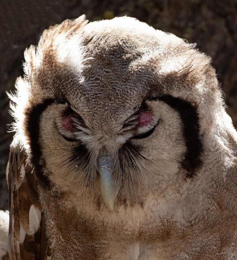 15 OWL,            GIANT EAGLE    KALAHARI  SOUTH AFRICA.jpg