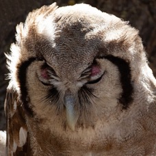 15 OWL,            GIANT EAGLE    KALAHARI  SOUTH AFRICA.jpg