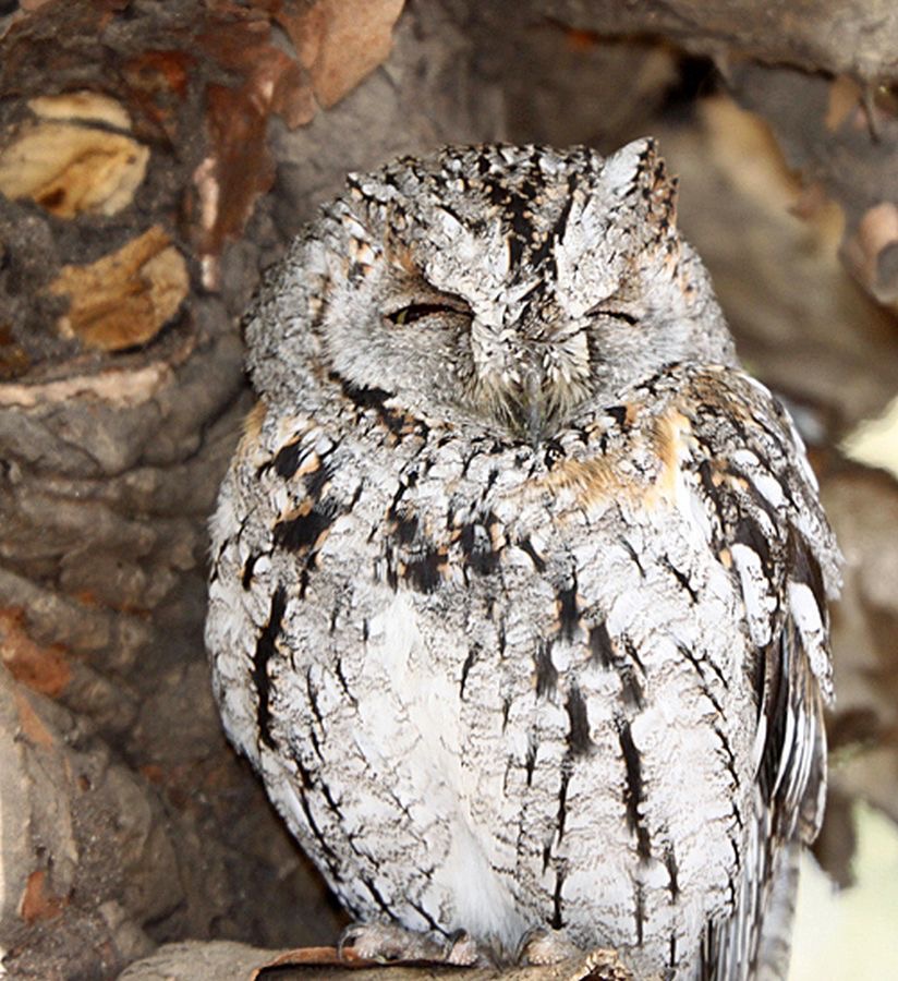 16 OWL         AFRICAN  SCOPS KRUGER       SOUTH AFRICA.jpg