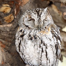 16 OWL         AFRICAN  SCOPS KRUGER       SOUTH AFRICA.jpg