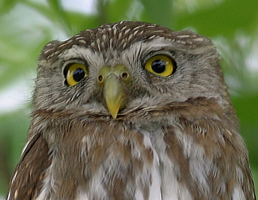 17 OWL,  FERRUGINOUS  PYGMY             USA  TEXAS.jpg