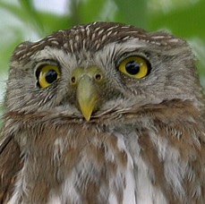 17 OWL,  FERRUGINOUS  PYGMY             USA  TEXAS.jpg