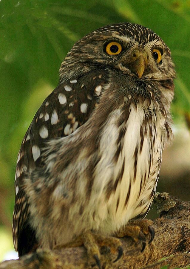 18 OWL, FERRUGINOUS   PYGMY.            USA  TEXAS.JPG