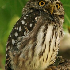 18 OWL, FERRUGINOUS   PYGMY.            USA  TEXAS.JPG