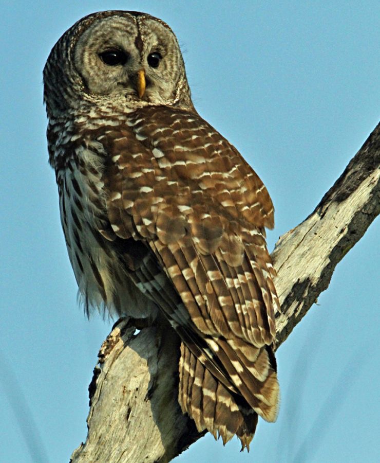 19 OWL...         BARRED.           USA  FLORIDA..jpg