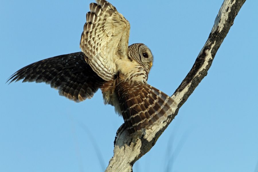 20 OWL...         BARRED            USA   FLORIDA..JPG