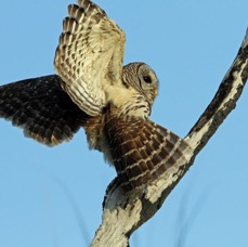 20 OWL...         BARRED            USA   FLORIDA..JPG