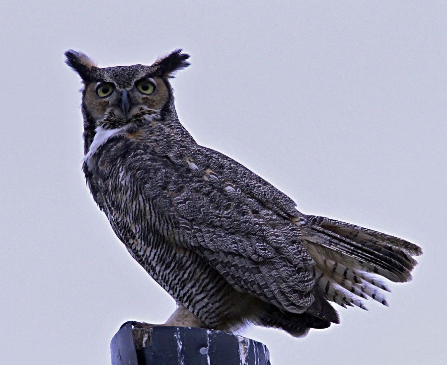 21 OWL...   GREAT HORNED  at dusk                USA  FLORIDA.jpg