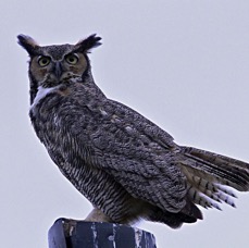 21 OWL...   GREAT HORNED  at dusk                USA  FLORIDA.jpg