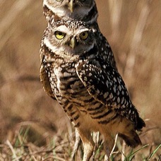 22 OWLS BURROWING     Two Heads !.      USA  FLORIDA..jpg