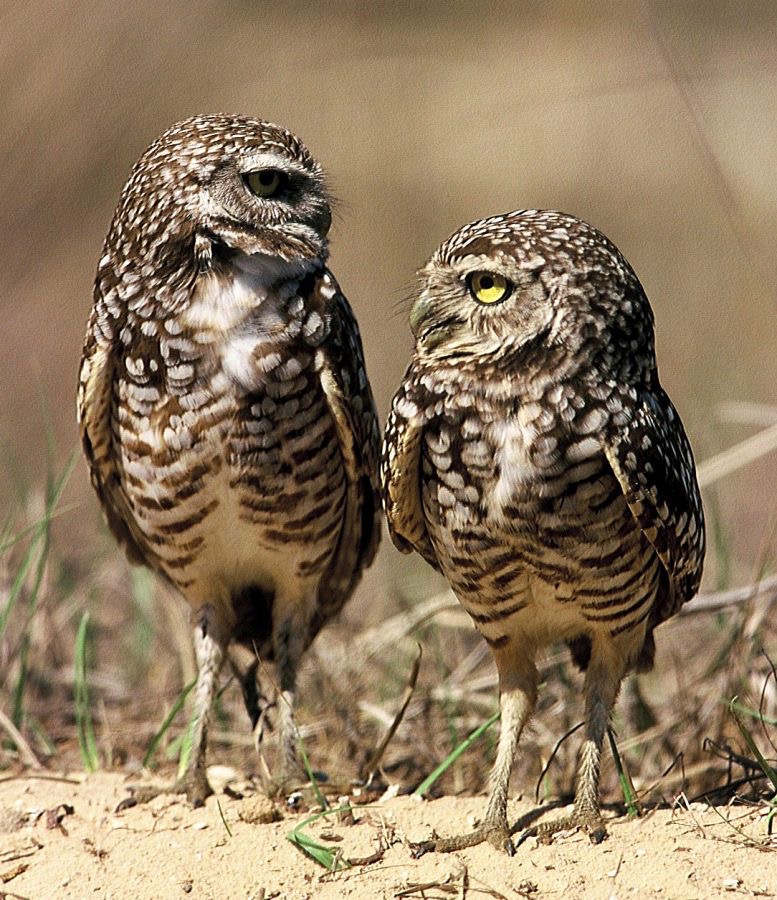 23 OWLS BURROWING   Looking at other.  USA  FLORIDA..jpg