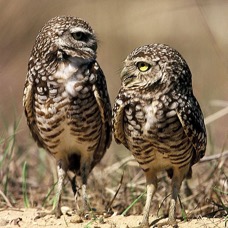 23 OWLS BURROWING   Looking at other.  USA  FLORIDA..jpg