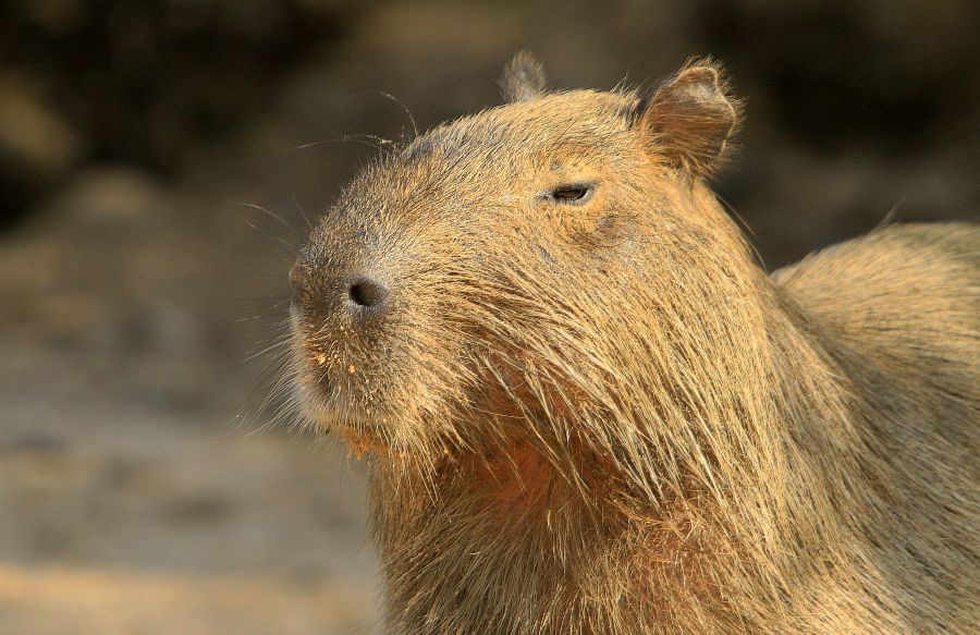 CAPYBARA    headshot        Porto Jofre.jpg