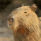 CAPYBARA    headshot        Porto Jofre.jpg