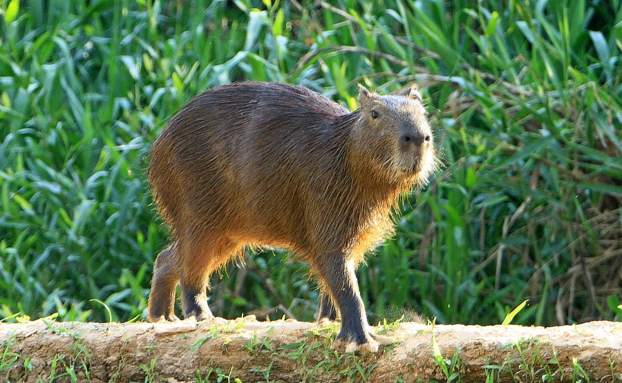 CAPYBARA   Porto Jofre.jpg