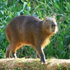 CAPYBARA   Porto Jofre.jpg