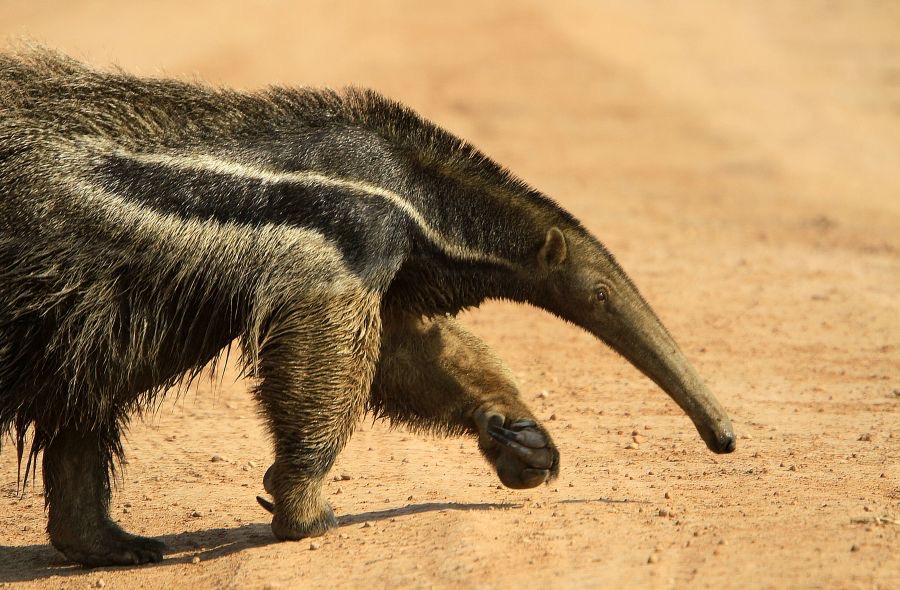 GIANT   ANTEATER   crossing tract  Araras.jpg